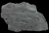Elrathia Trilobite Molt Fossil - House Range - Utah #138792-1